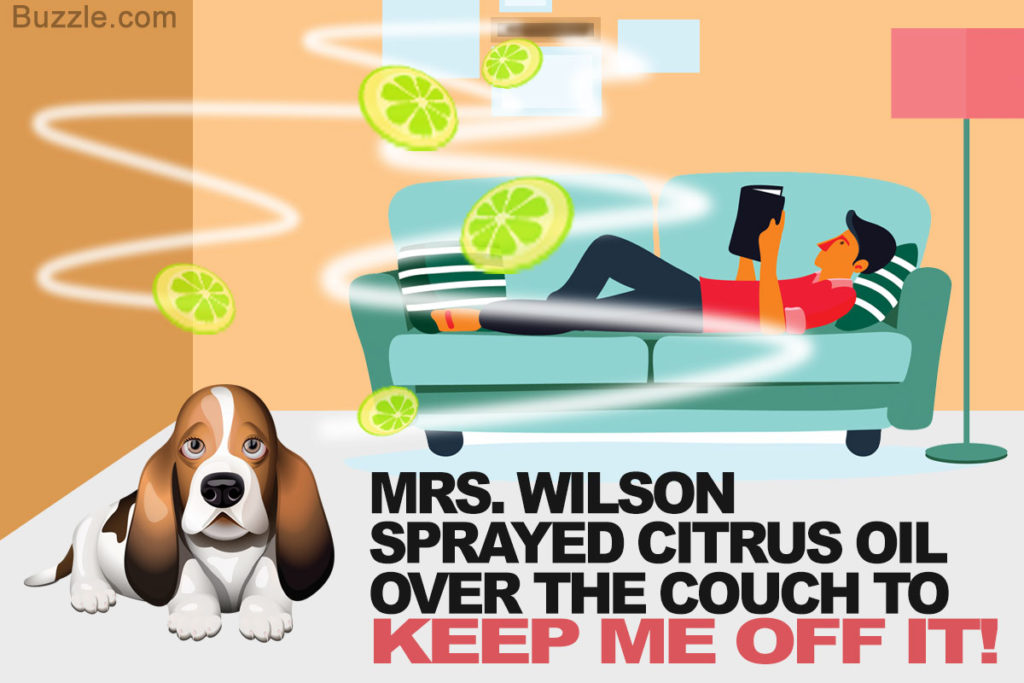 9 Natural Homemade Dog Repellents That Are Safe And Pooch Friendly