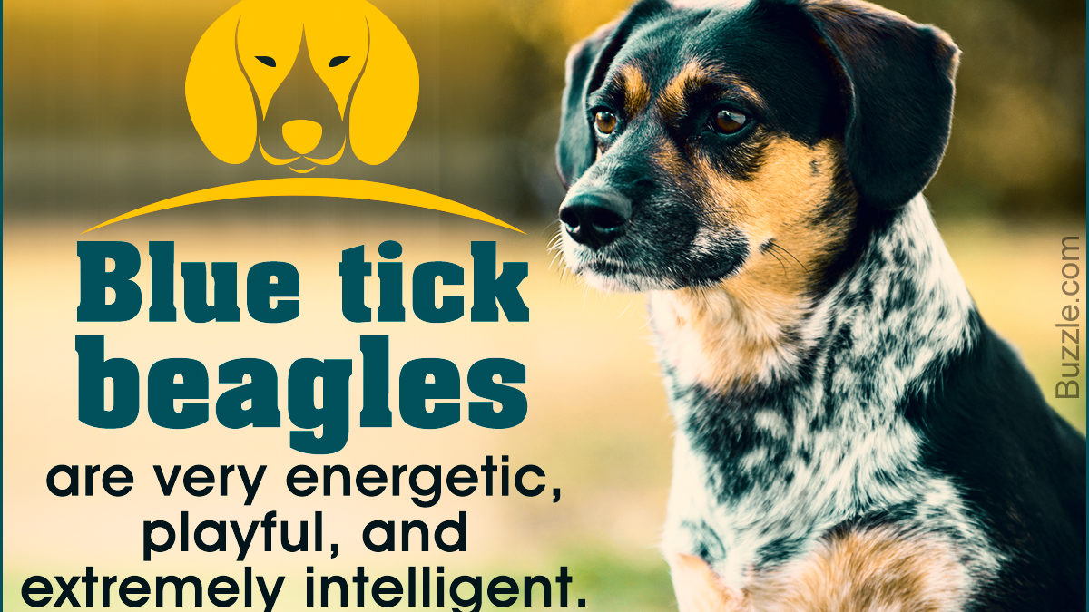 Facts About The Blue Tick Beagle A Rather Rare Dog Breed Dogappy