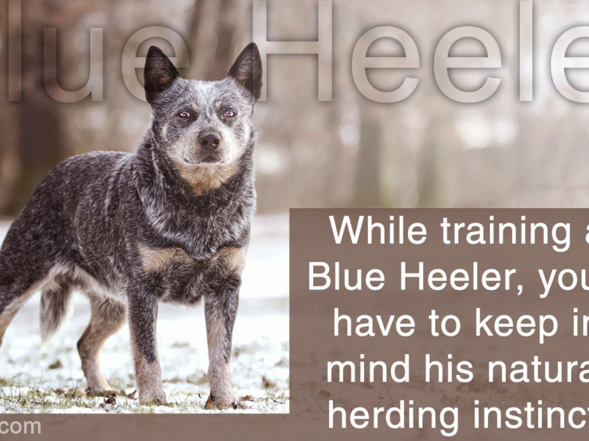 blue heeler aggression training