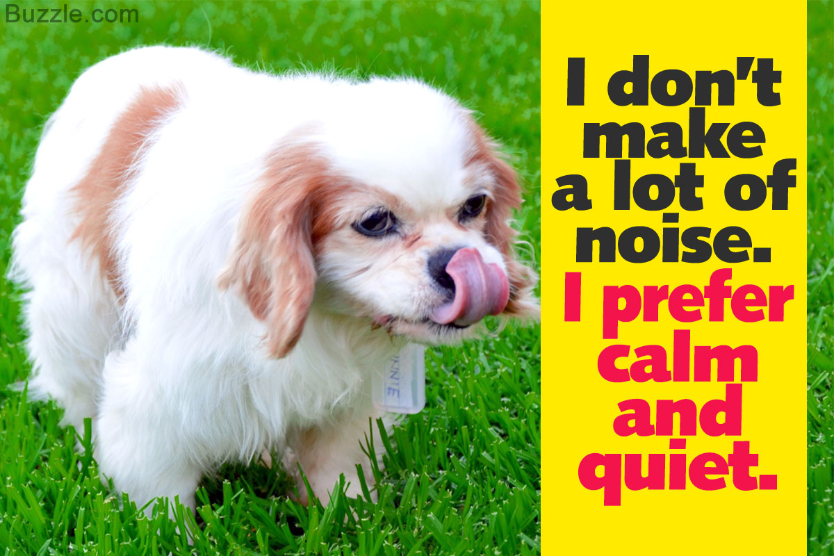 Toy Dog Breeds That Dont Bark A Lot Wow Blog