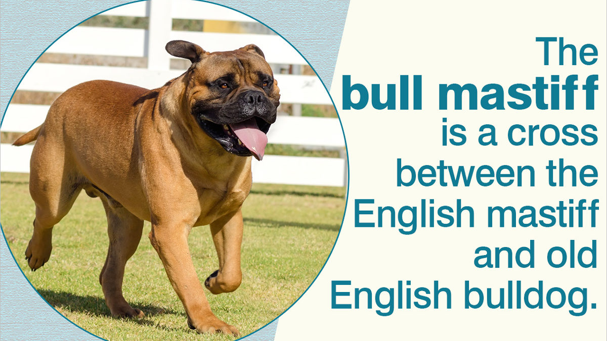 Types Of Mastiff Dogappy