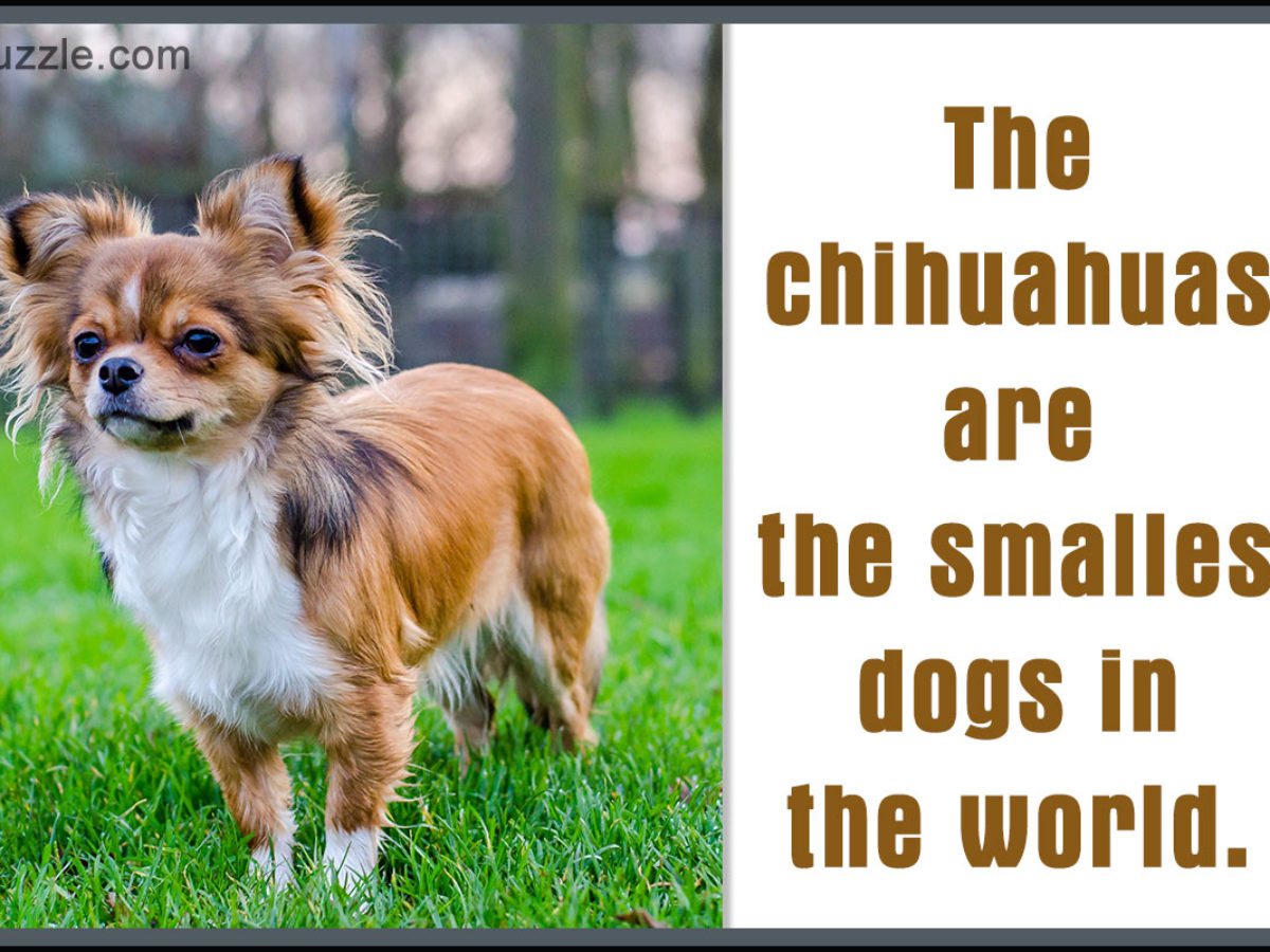 The Good And Not So Good Traits Of Chihuahua Terrier Mix Breeds Dogappy