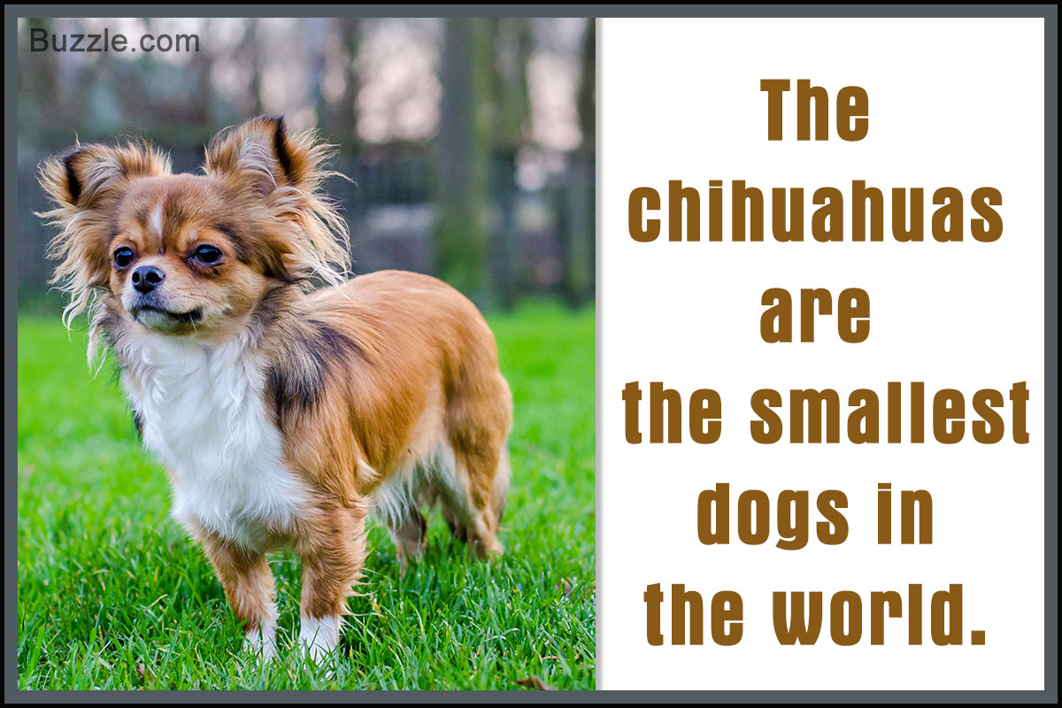 what is the life expectancy of a chihuahua terrier mix