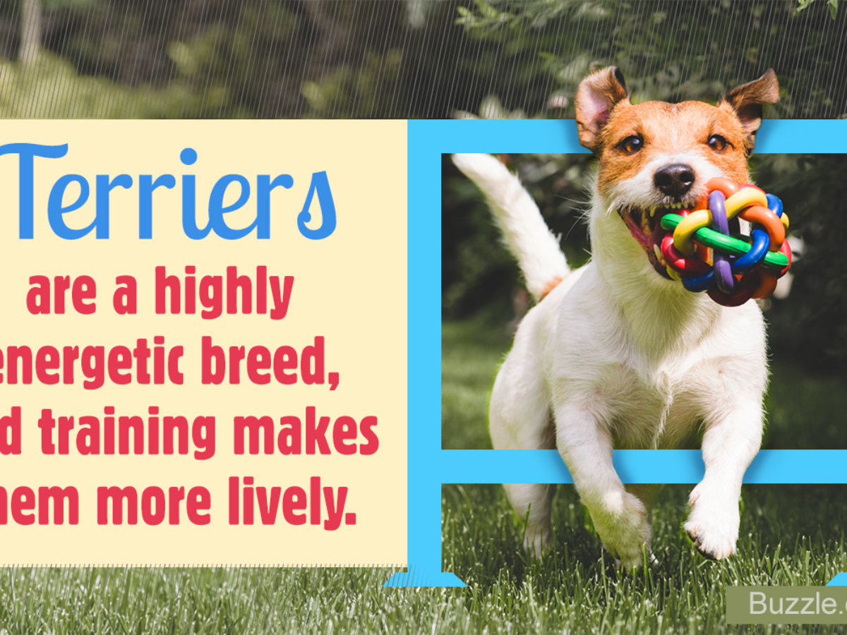 Thinking Of Getting A Terrier Mix Dog As Your Pet Then Read This Dogappy