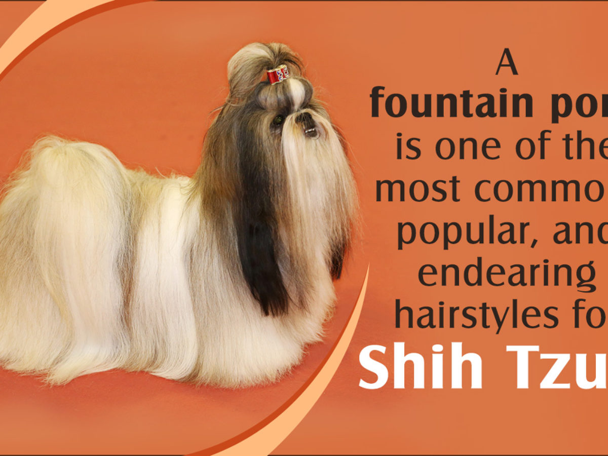 Shih Tzu Grooming Styles Dogappy