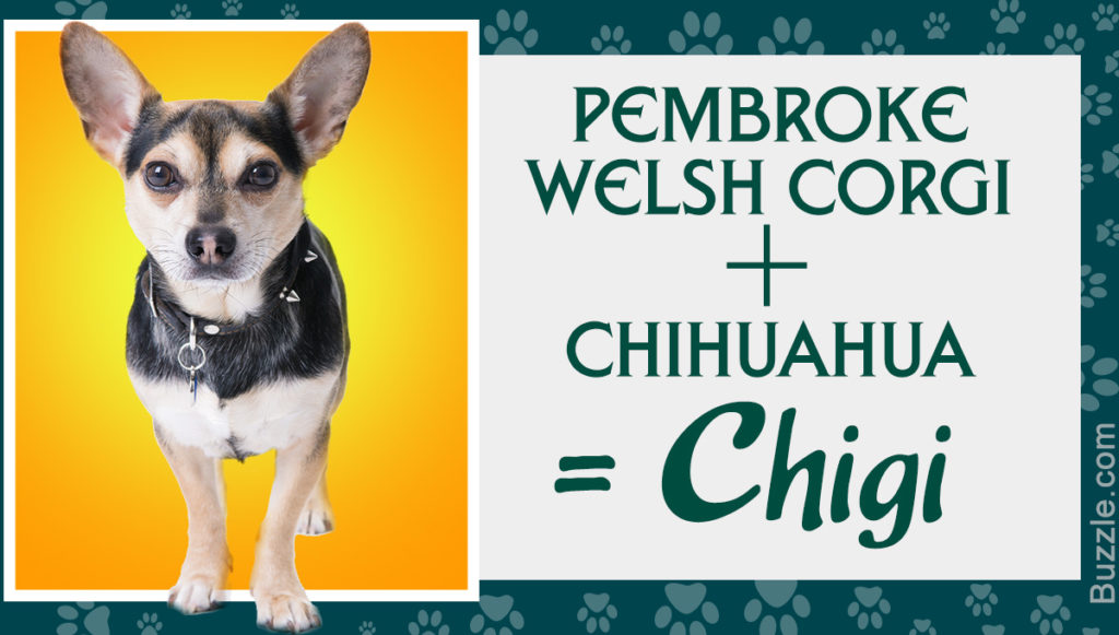 A List of Chihuahua Mixed Breeds to Help You Choose One as a Pet - DogAppy