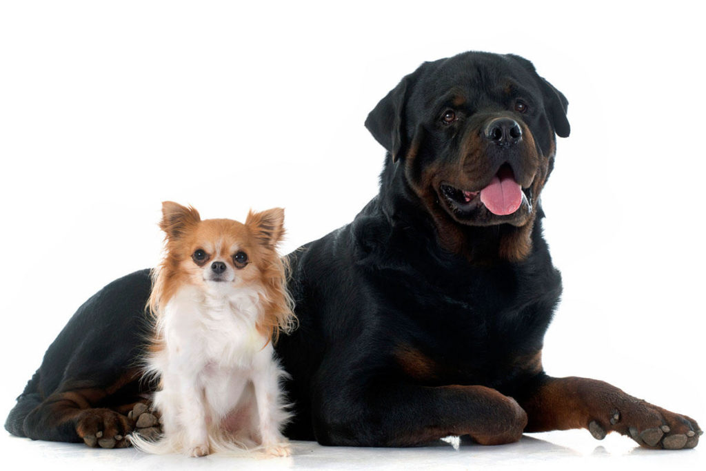 Dogs' Life Expectancy DogAppy