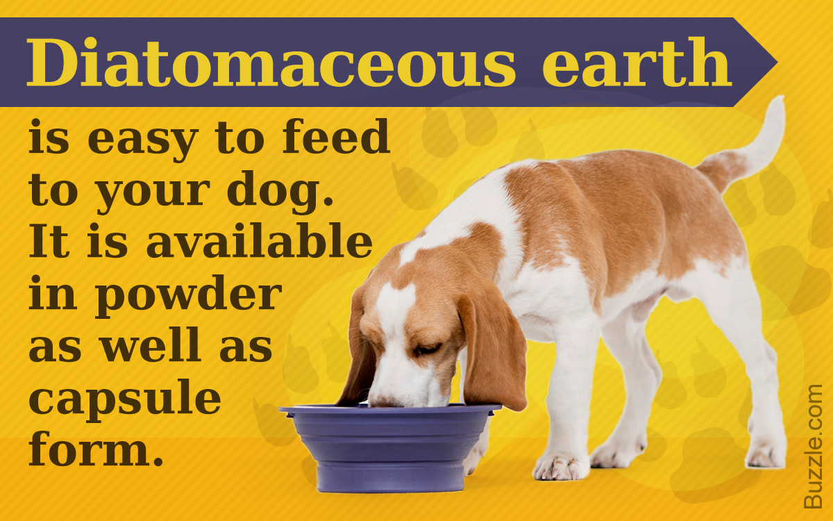 How to Use Diatomaceous Earth to Eliminate Tapeworms in ...