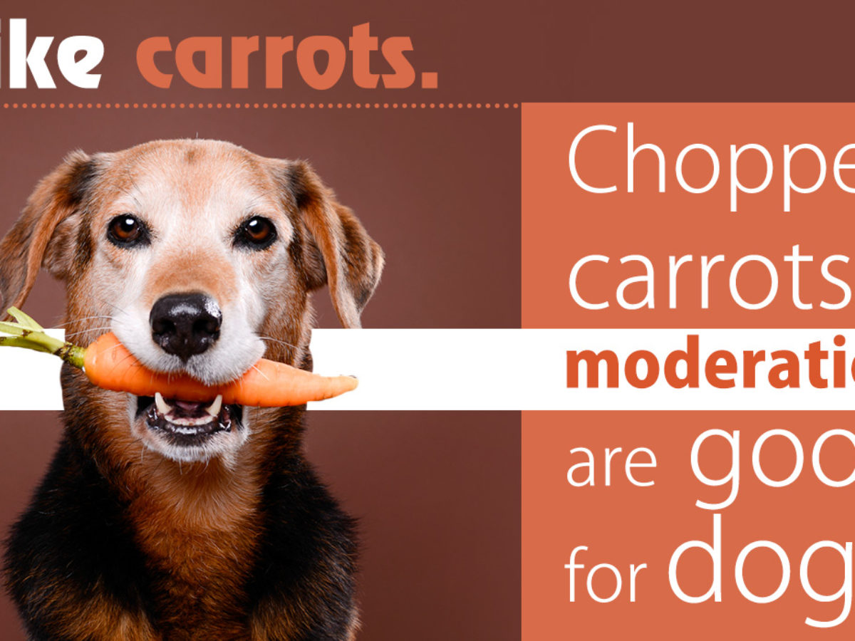 are too many carrots bad for my dog