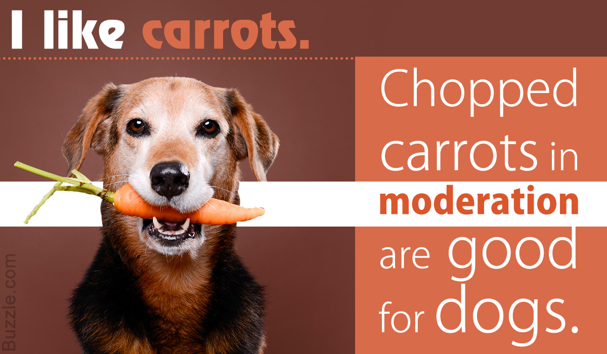 dogs have carrots
