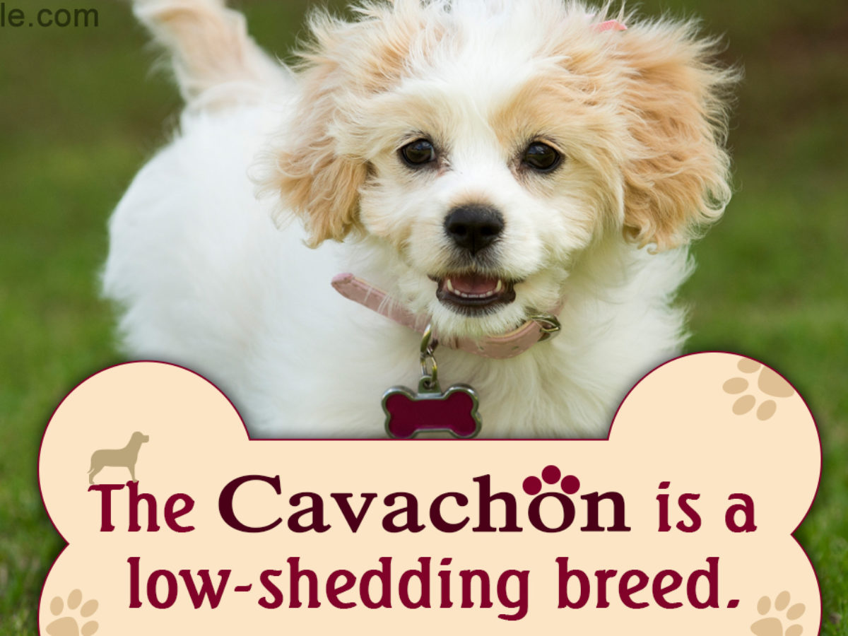 what are cavachons like