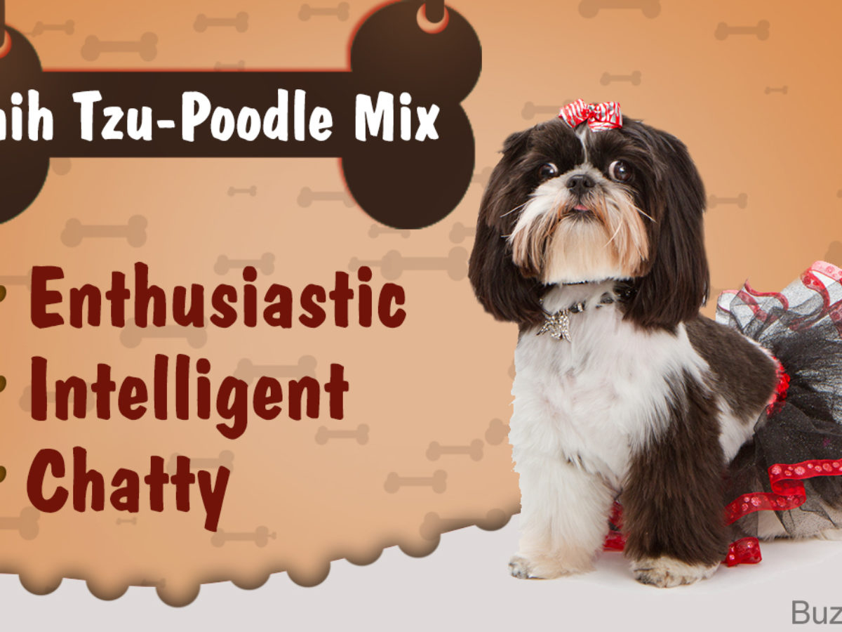 mini poodle shih tzu