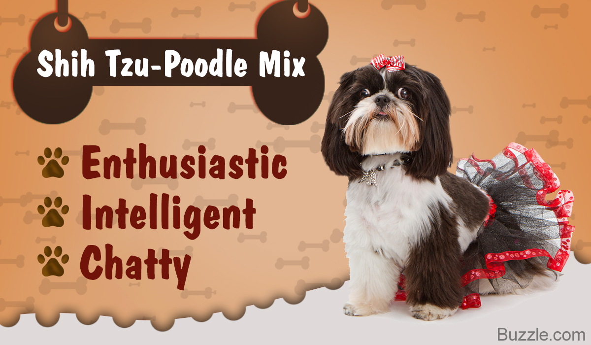 shih tzu poodle