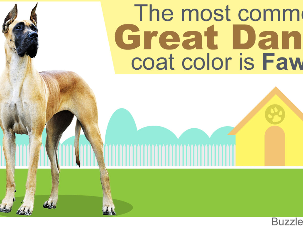 great dane fawn colour