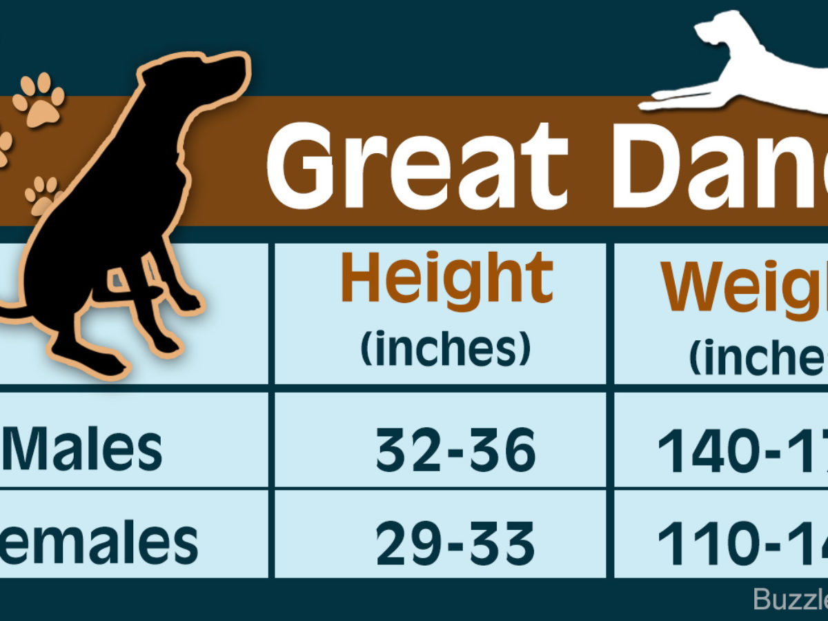 Great Dane Growth Chart Female Reviews Of Chart