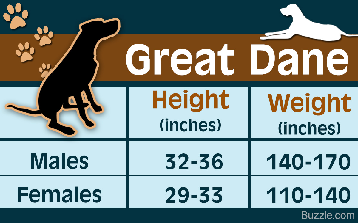 Great Dane Growth Chart Depicting The Developmental Stages Of This Dog DogAppy