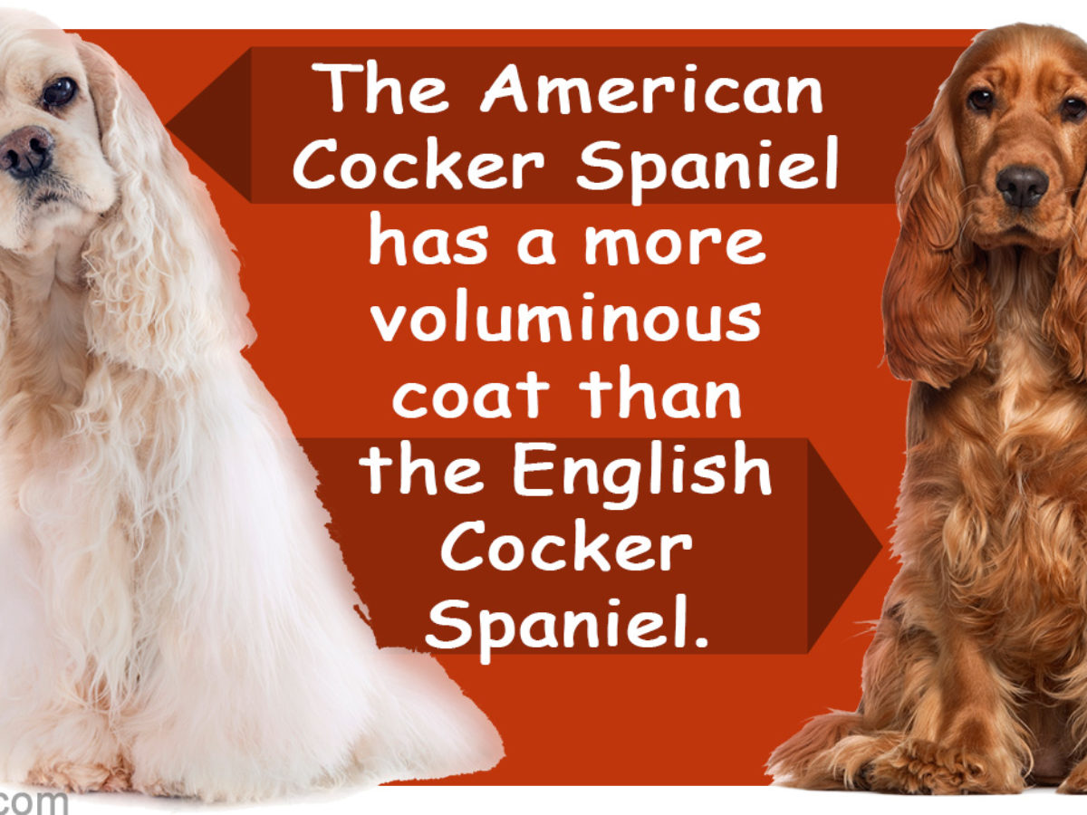 english and american cocker spaniel