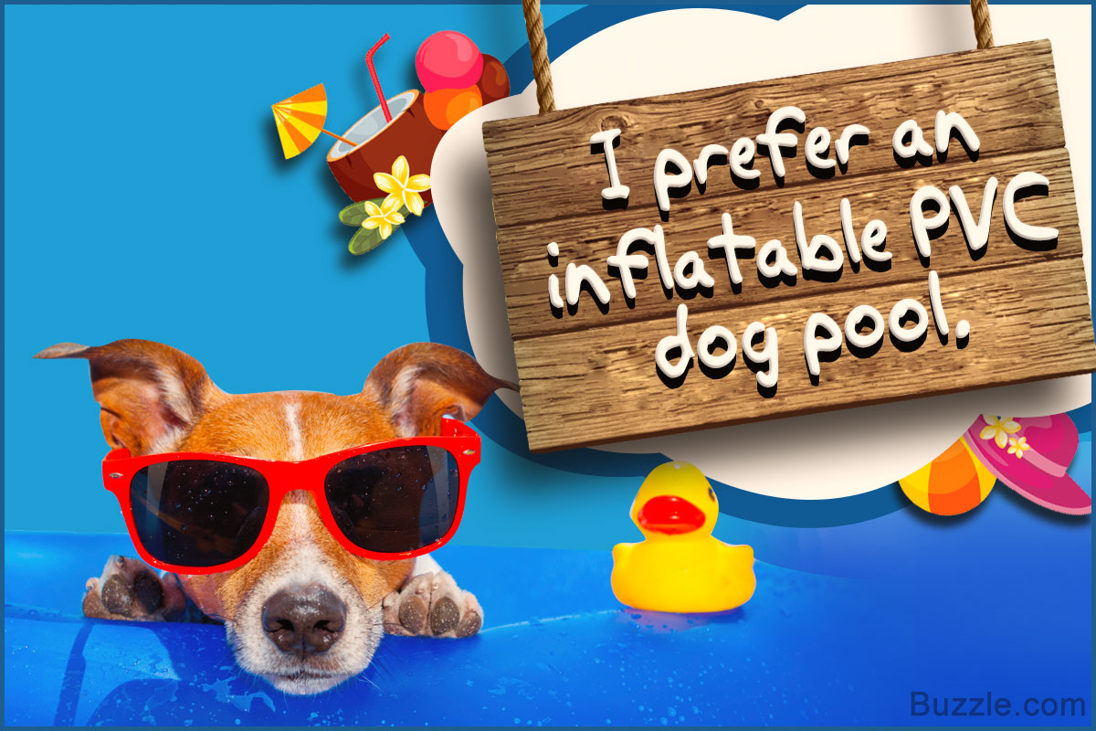 Different Types of Dog Pools and Smart Tips to Keep Them ...