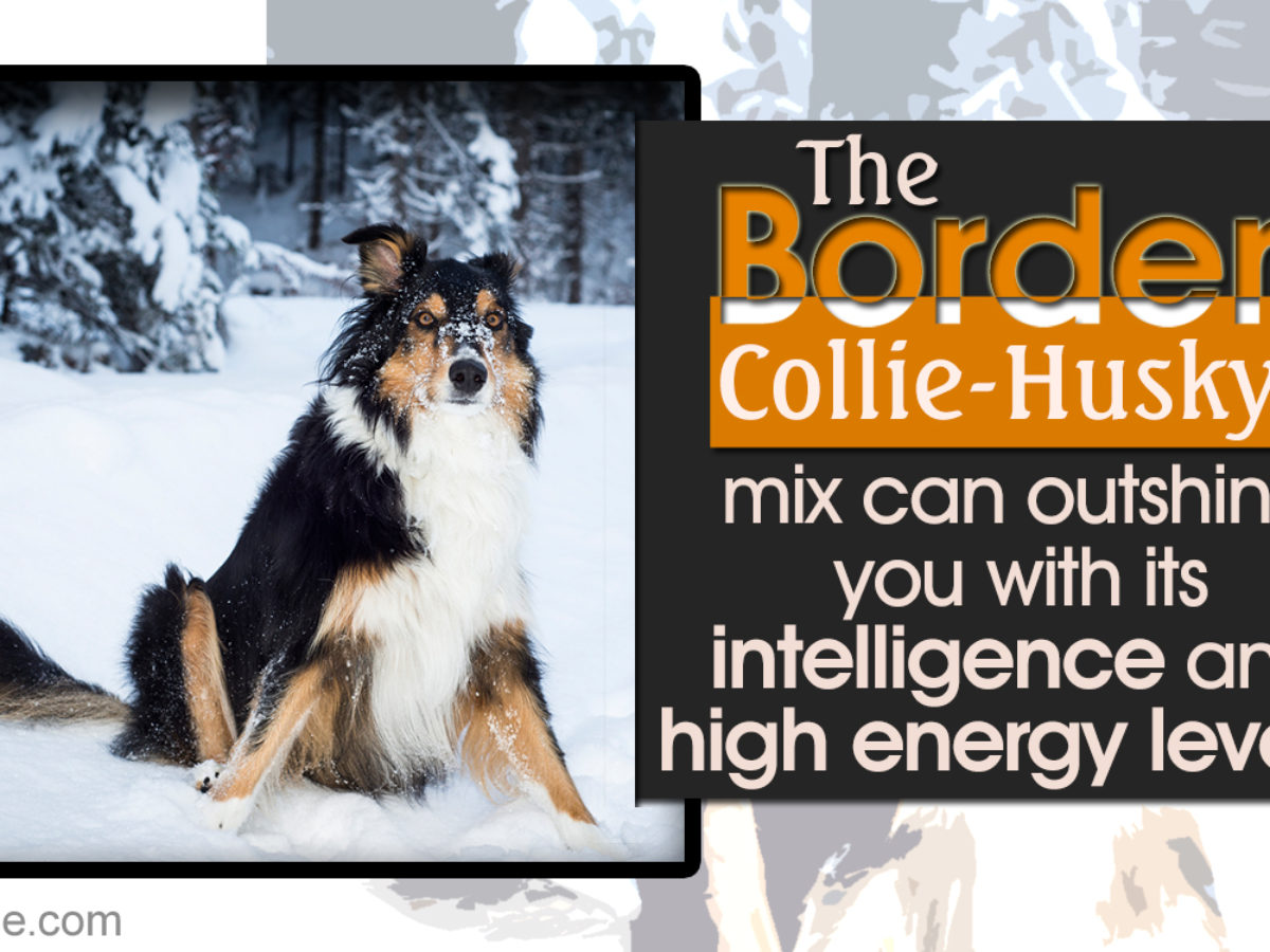 Lesser Known Personality Traits Of The Border Collie Husky Dogappy