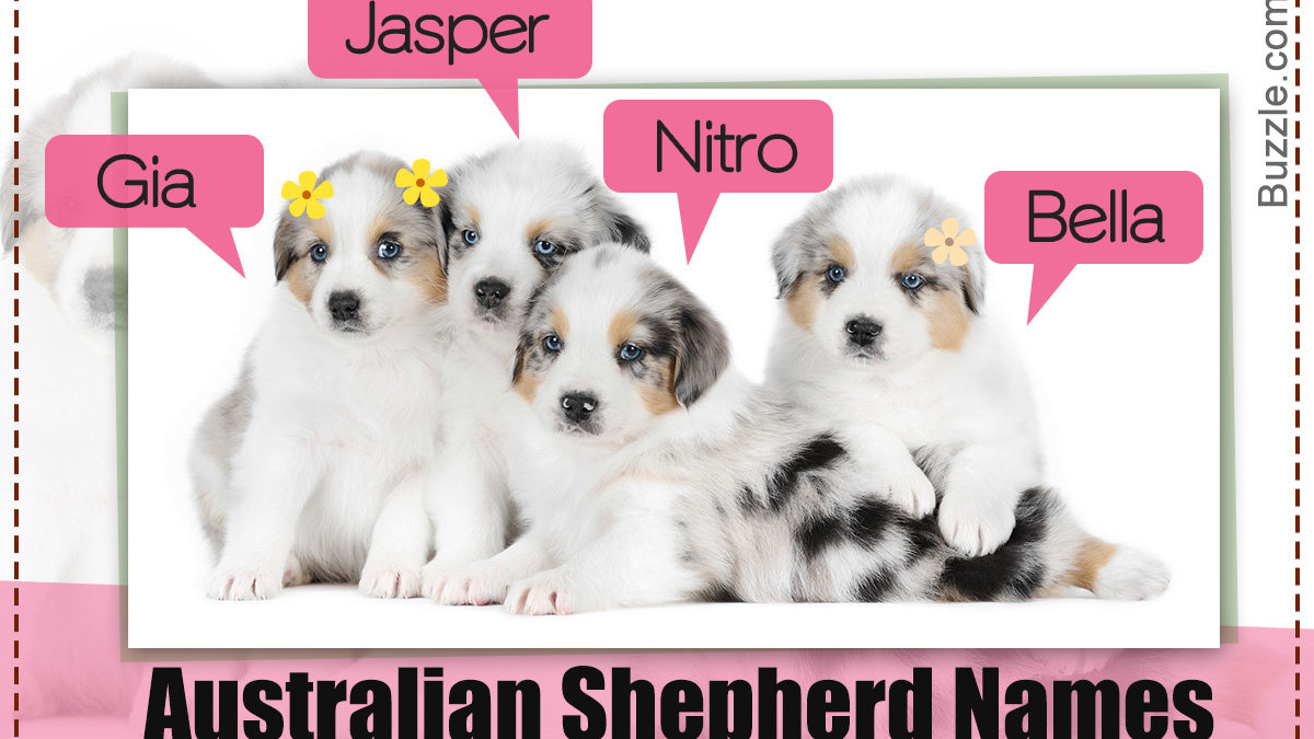 200 Adorably Cute Names For Your Australian Shepherd Puppy Dogappy