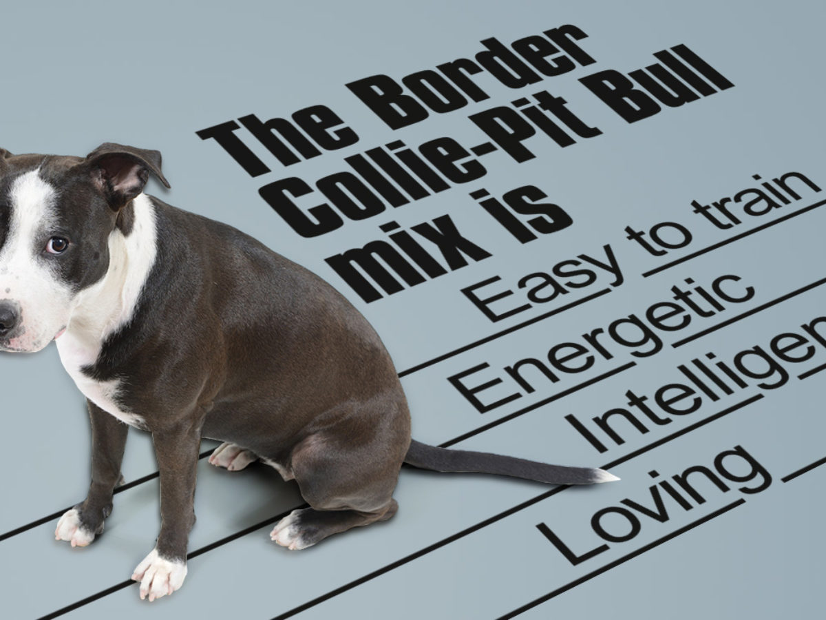 Information About The Most Intelligent Border Collie Pit Bull Mix