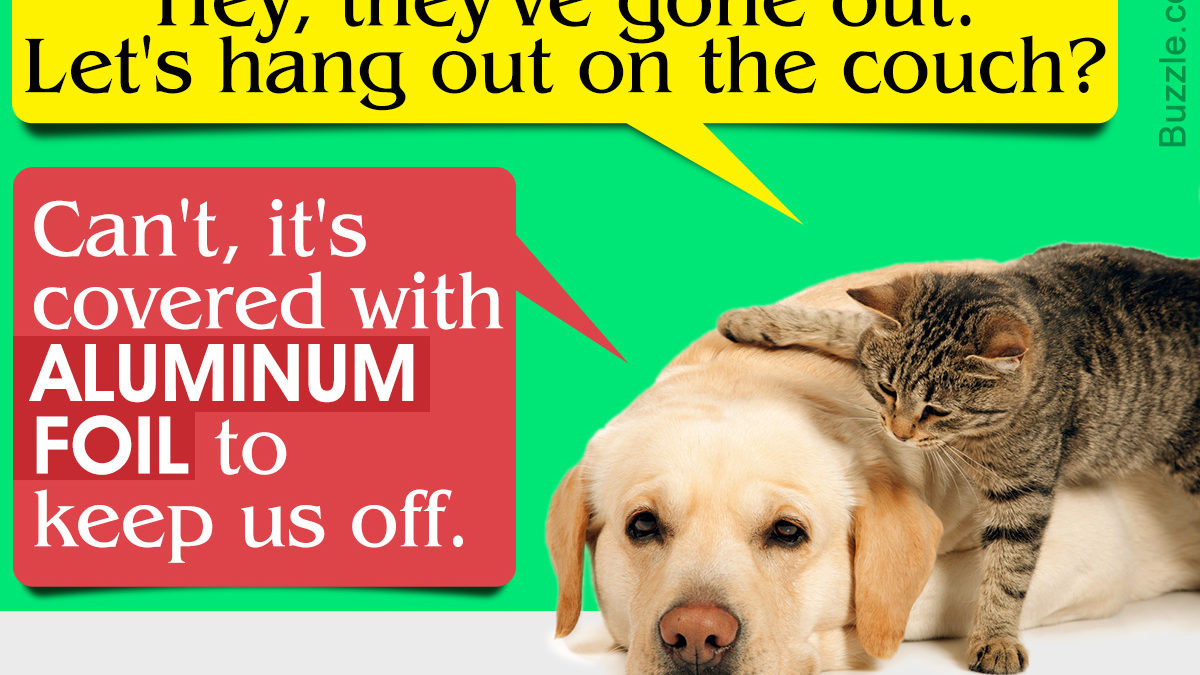 14 Effective Ways To Keep Your Dog Off The Couch Dogappy