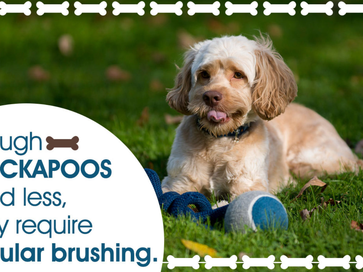 General Care And Grooming Tips For Cockapoo Dogs You Shouldn T