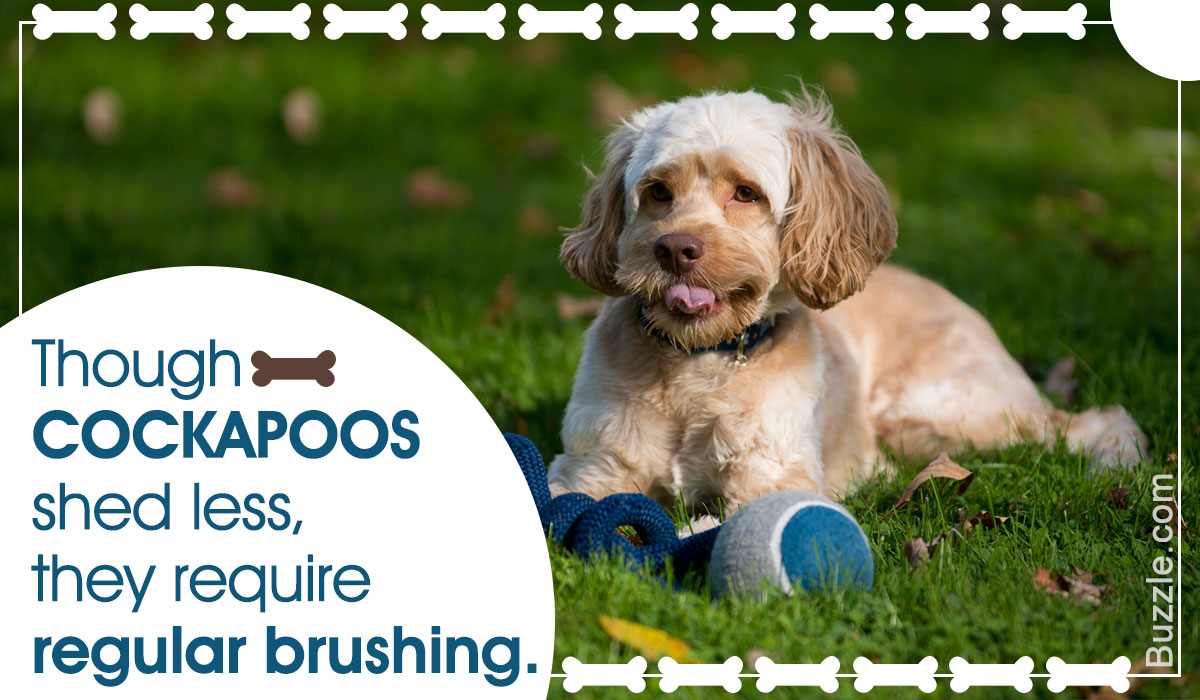 General Care And Grooming Tips For Cockapoo Dogs You Shouldn T