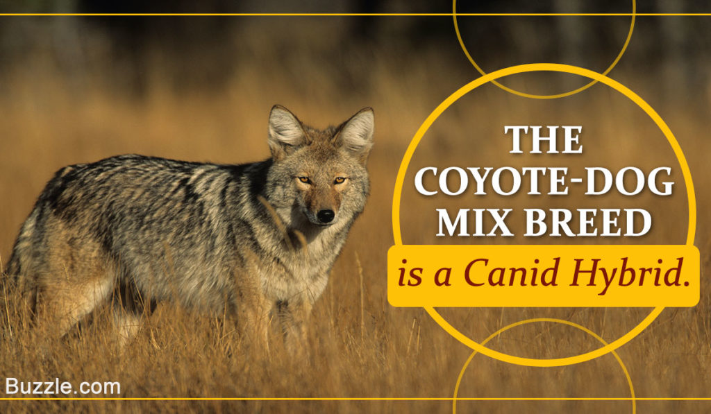 Information You Needed About the Coyote-Dog Hybrid Mix (Coydog) - DogAppy