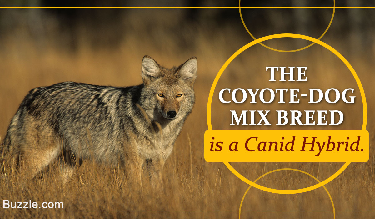 coyote terrier mix