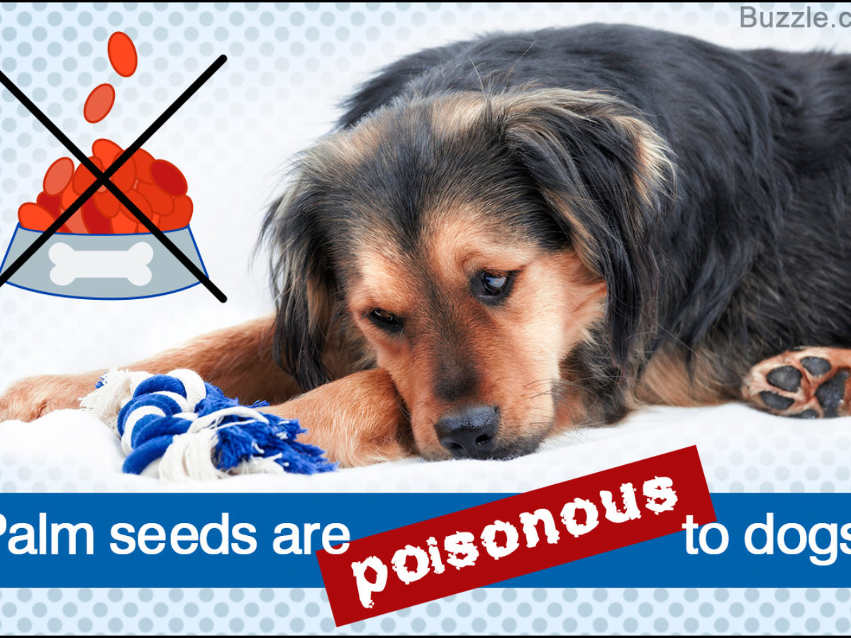 Are Palm Tree Seeds Poisonous to Dogs 