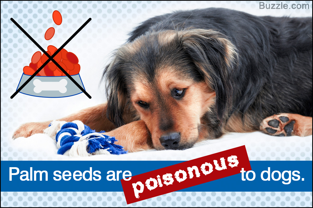 Complete Dog Care Guide: Are Palm Tree Seeds Poisonous to Dogs? - DogAppy