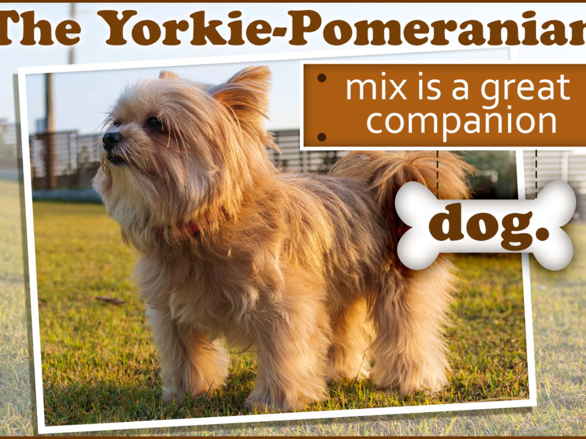 yorkie and pomeranian puppies