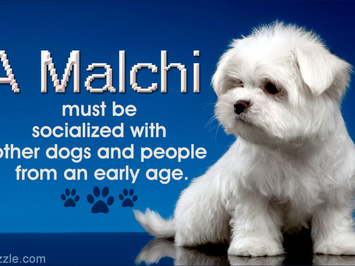 Fantastic Information About The Maltese Chihuahua Mix
