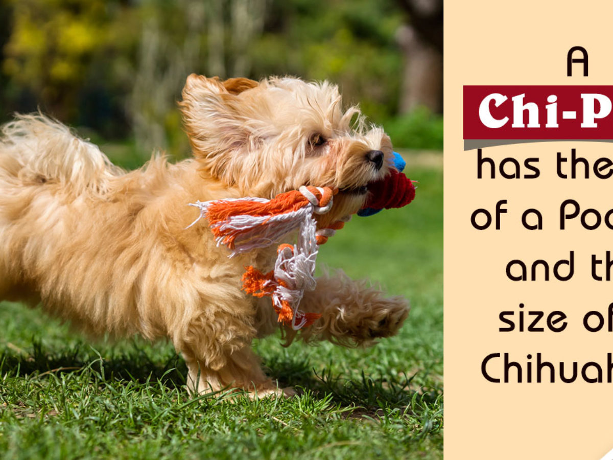 Information About The Chihuahua Poodle Mix The Feisty Chi Poo