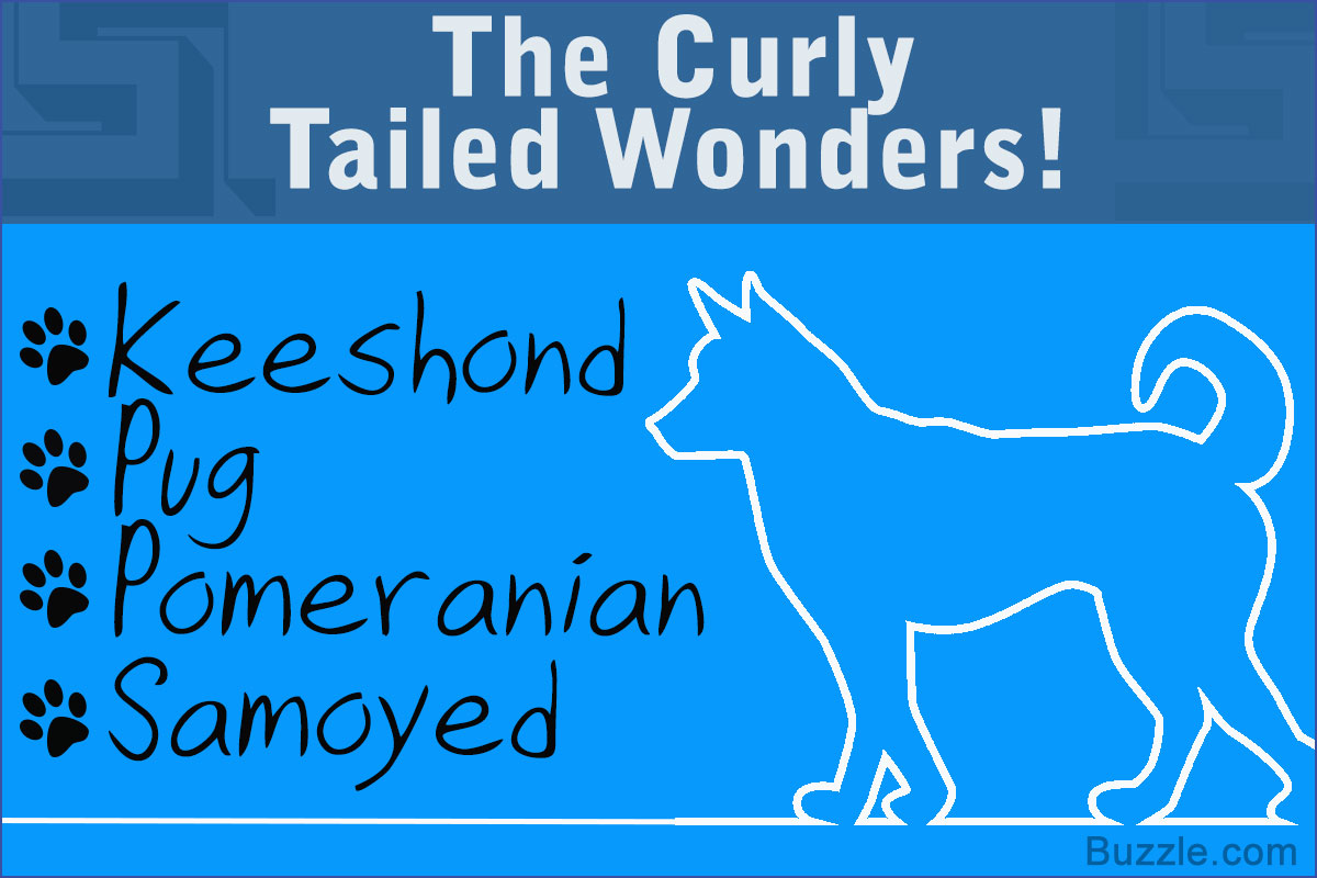 13 Adorably Cute Dog Breeds That Have Curly Tails Dogappy