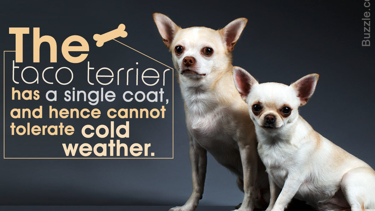 Information About The Chihuahua Toy Fox Terrier Mix Taco Terrier