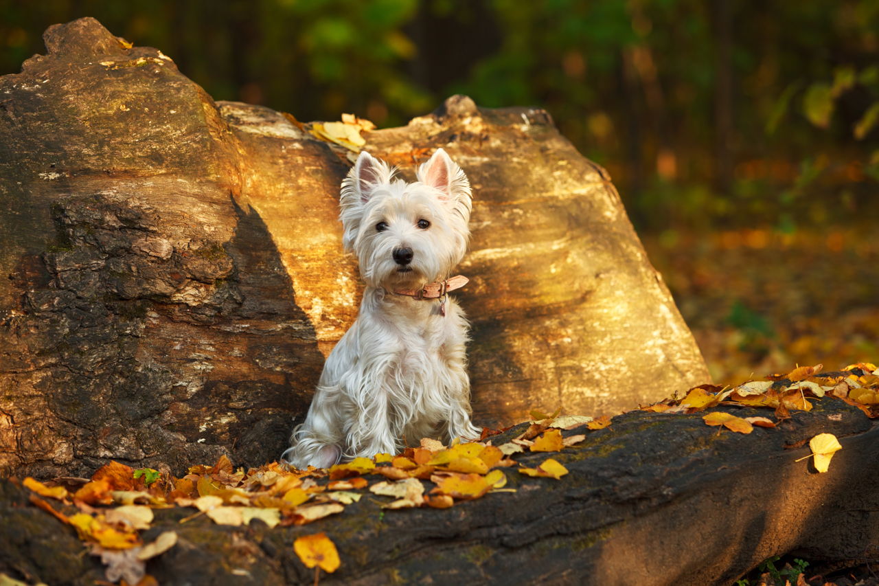 Silky Terrier Vs. Yorkshire Terrier: Analyzing the Differences - DogAppy