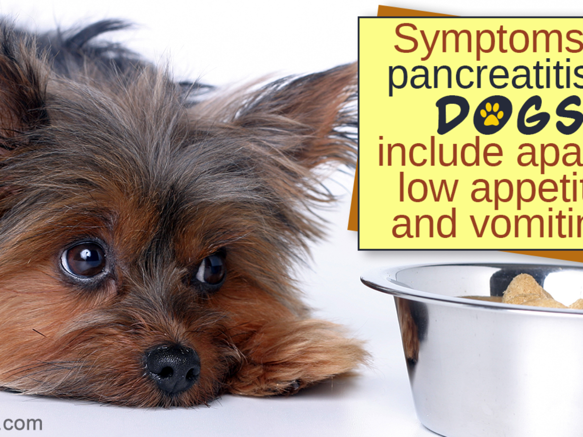 Food Recipes For Dogs With Pancreatitis Dogappy
