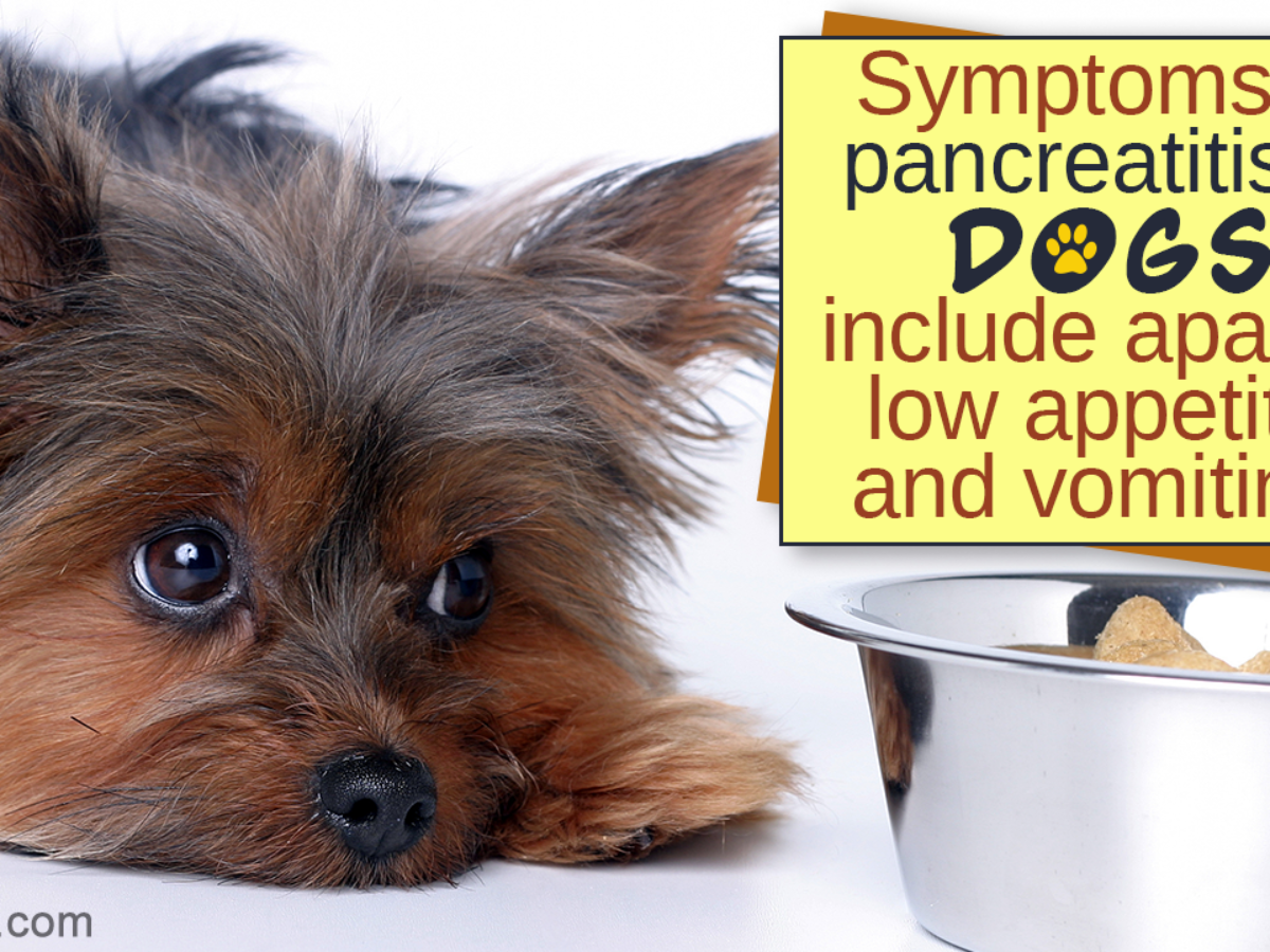 Homemade Dog Food Recipes For Pancreatitis And Kidney Disease 