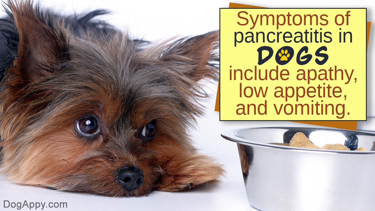 Food Recipes For Dogs With Pancreatitis DogAppy