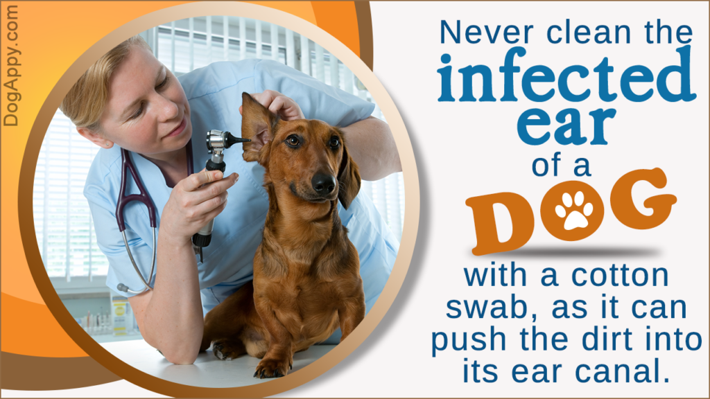 Dog Ear Infection Treatment - DogAppy
