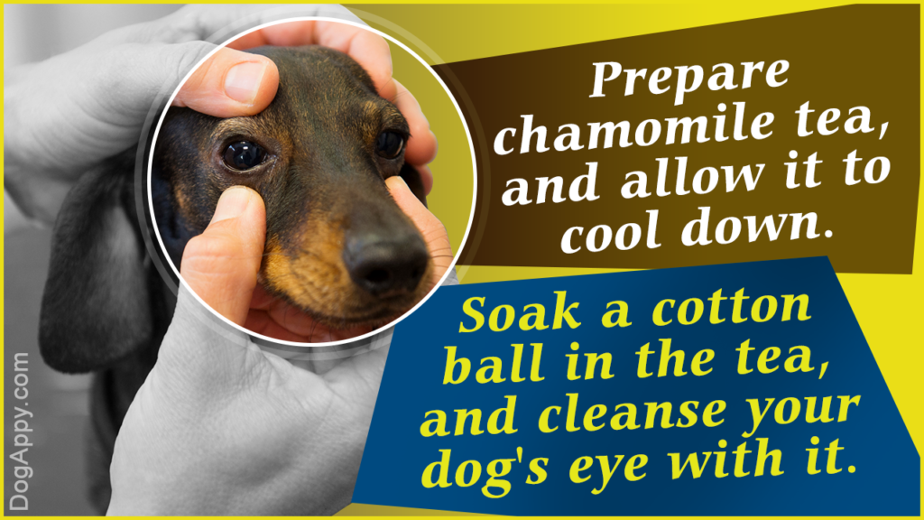 Dog Eye Infection Home Remedies DogAppy