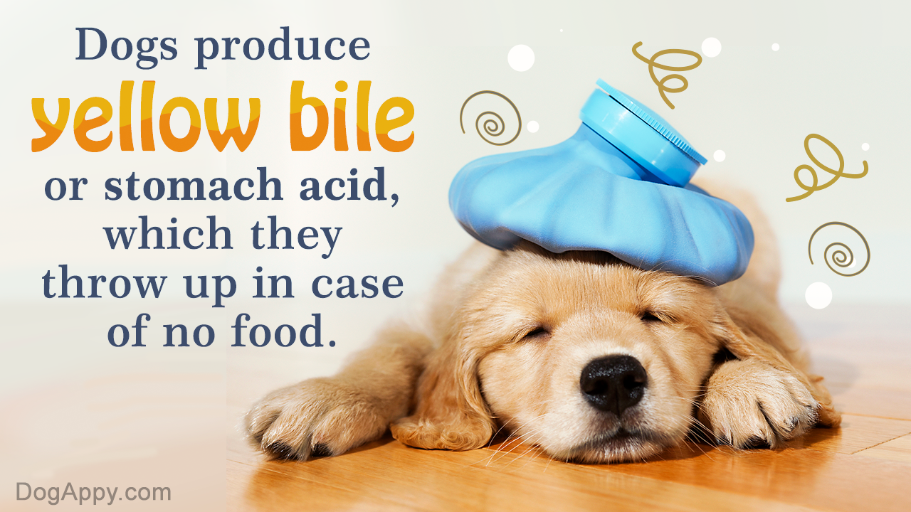 how to stop a dog from throwing up bile