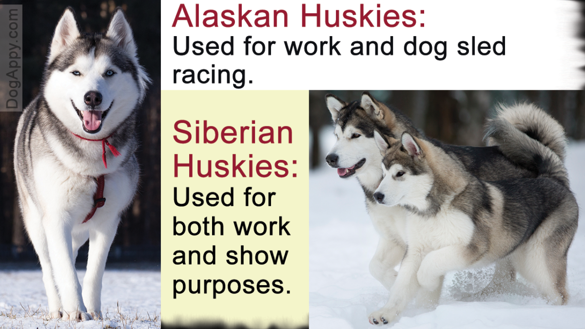 Alaskan Husky Vs Siberian Husky Which One Is Better For You Dogappy