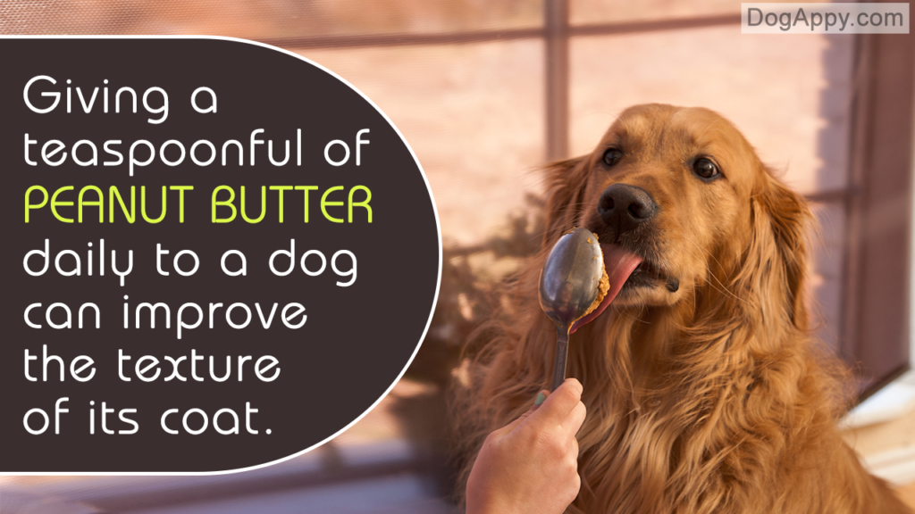 Is Giving Peanut Butter to Your Dog a Good Idea? - DogAppy