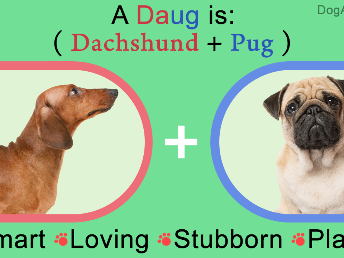 Information About Pug Dachshund Pugsund Daug Mix Breed Dogappy