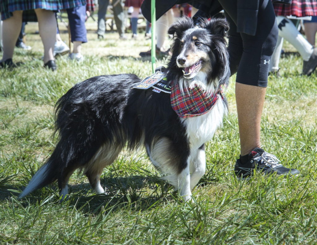 Kennel Cough Vaccine DogAppy