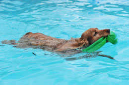 Hydrotherapy for Dogs - DogAppy