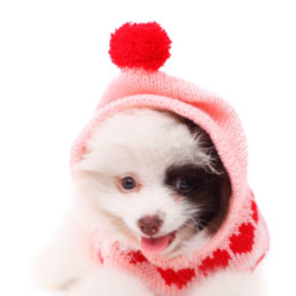 When Do Dogs Get Cold Dogappy